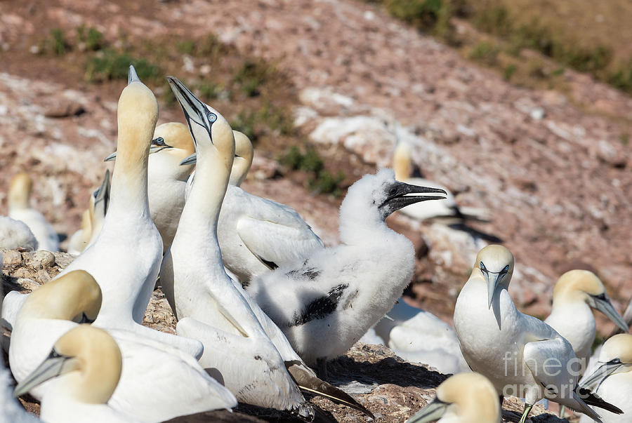 Northern Gannets With A Chick Photograph by Les Palenik