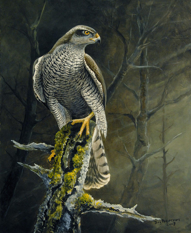 Hawk Painting - Northern Goshawk by Dag Peterson