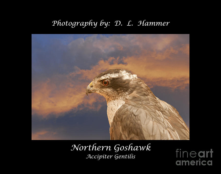 Northern goshawk Photograph by Dennis Hammer