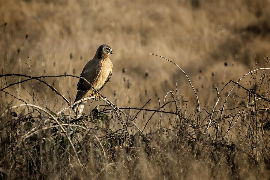 Northern Harrier at William L Finley Photograph by Belinda Greb