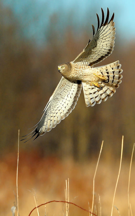 Northern Harrier Banking Photograph by William Jobes