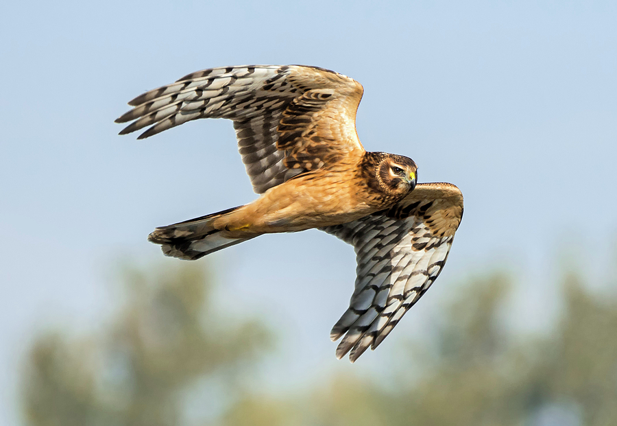 Northern Harrier Beauty Photograph by Loree Johnson