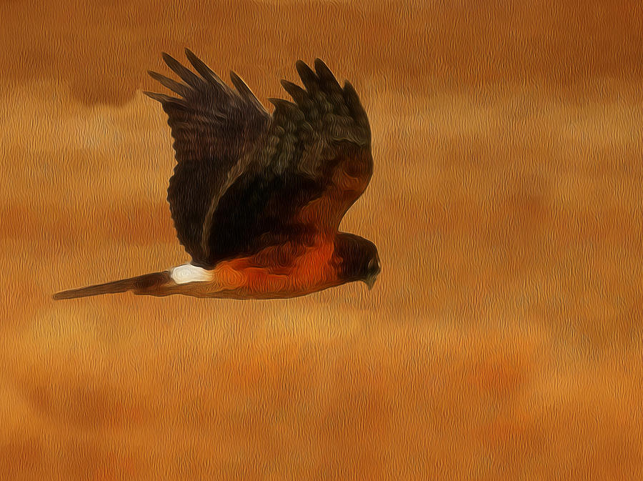 Hawk Digital Art - Northern Harrier Digital Art by Ernest Echols