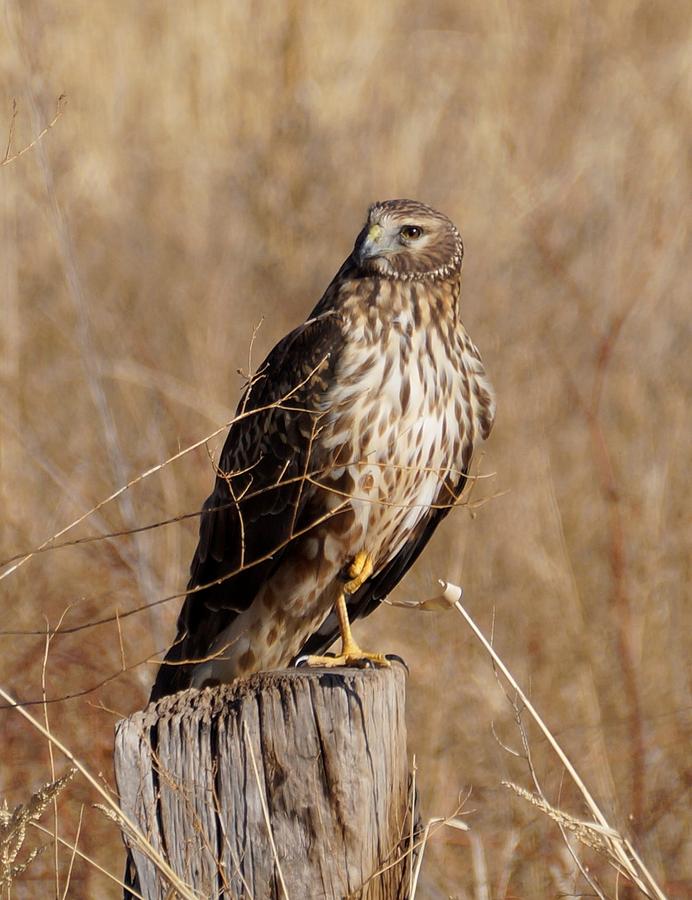 Northern Harrier Hawk Photograph by Dennis Boyd - Fine Art America