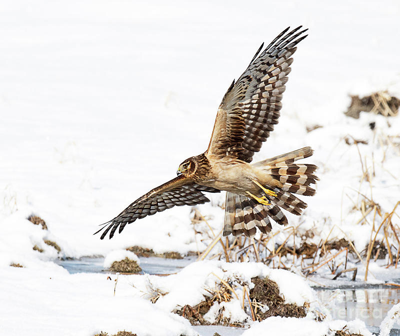 Northern Harrier Hawk Hunting Photograph by Dennis Hammer