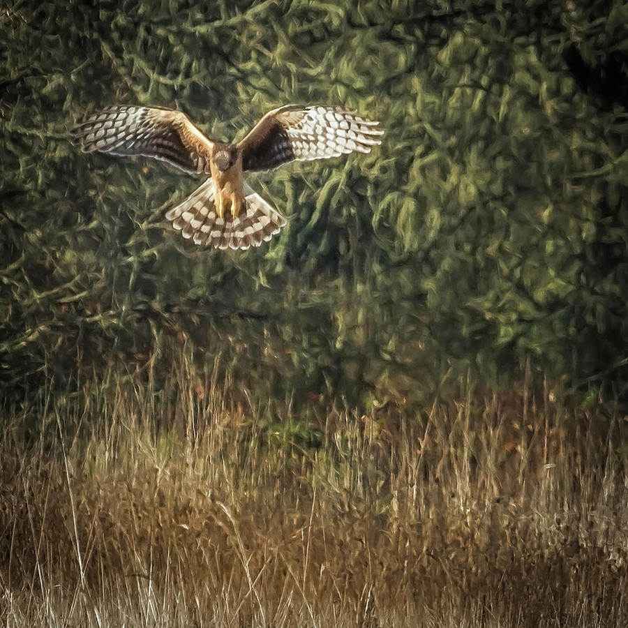 Northern Harrier Hovering Photograph by Belinda Greb