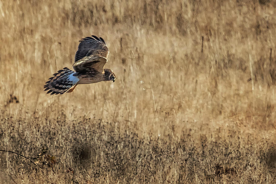 Northern Harrier Hunting, No. 1 Photograph by Belinda Greb