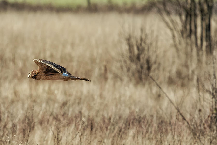 Northern Harrier Hunting, No. 3 Photograph by Belinda Greb