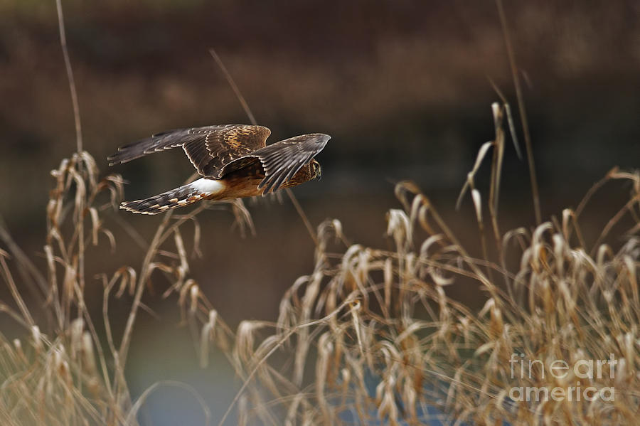 Northern Harrier In-flight female Photograph by Sharon Talson