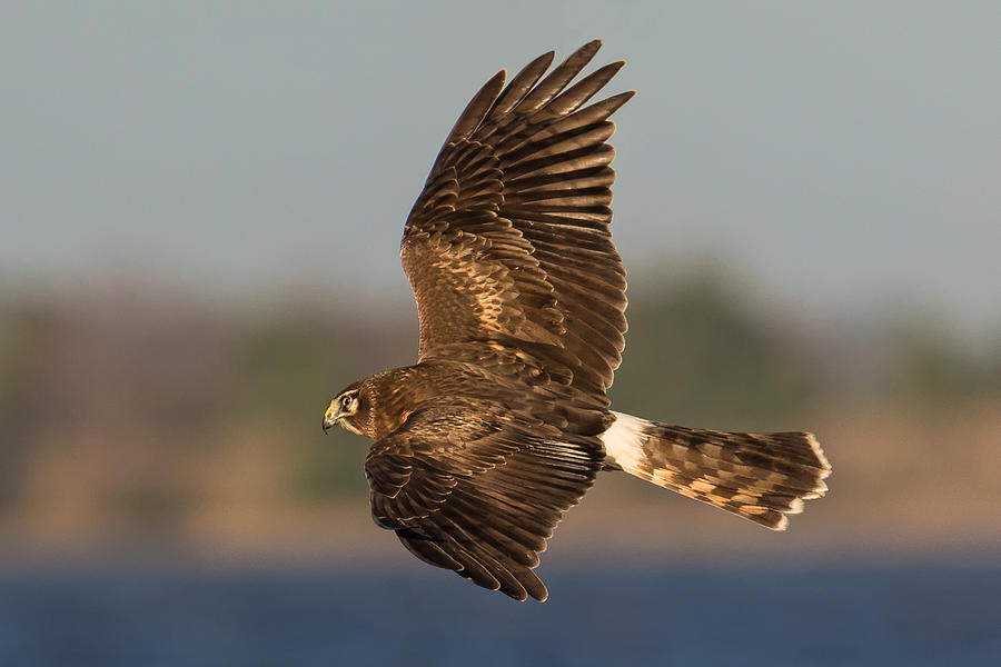 Northern Harrier in Flight Photograph by Kevin Giannini