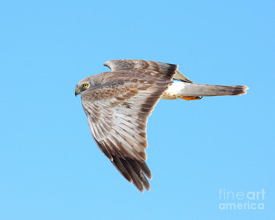 Northern Harrier In Flight Looking Over Shoulder Photograph by Wingsdomain Art and Photography