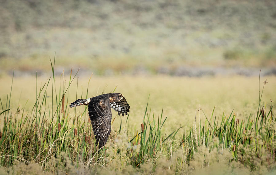 Northern Harrier in flight Photograph by Rick Mosher