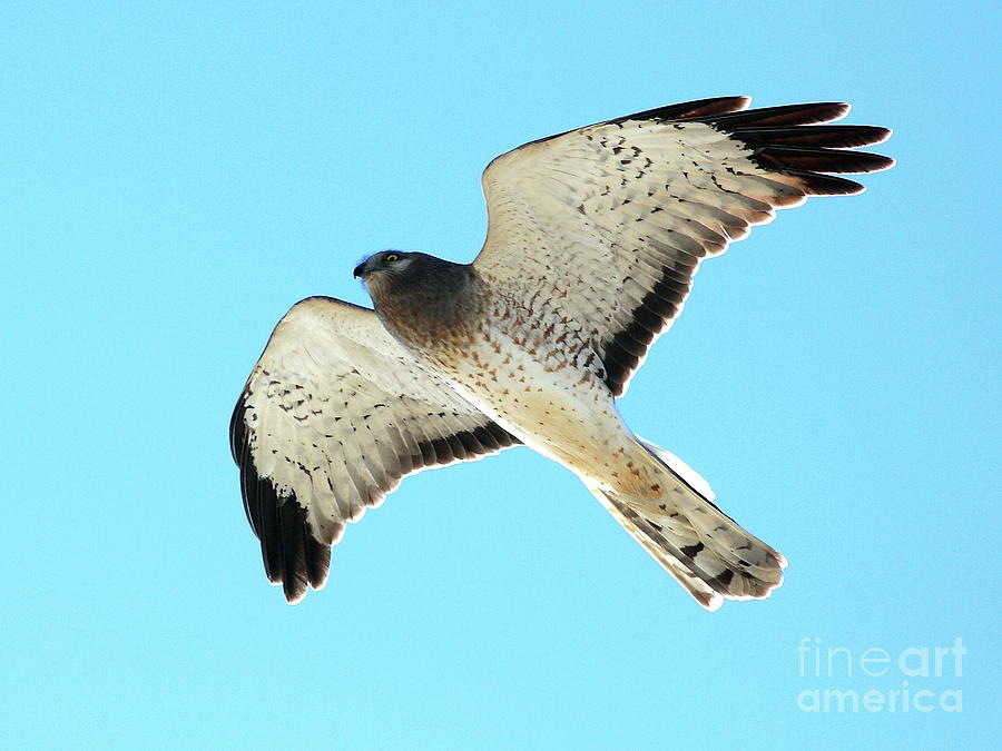 Northern Harrier Marsh Hawk In Flight . 40D3808 Photograph by Wingsdomain Art and Photography