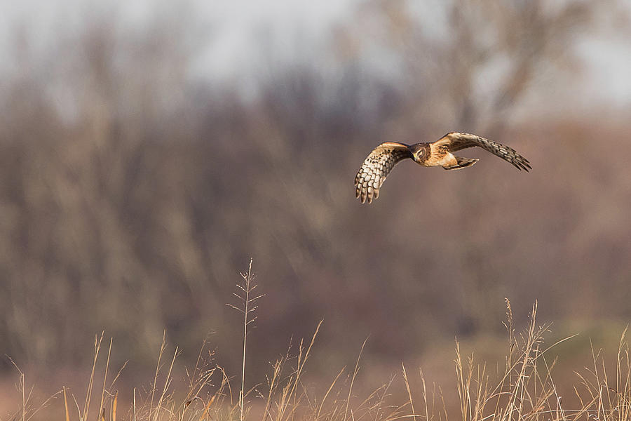 Northern Harrier On The Hunt Photograph