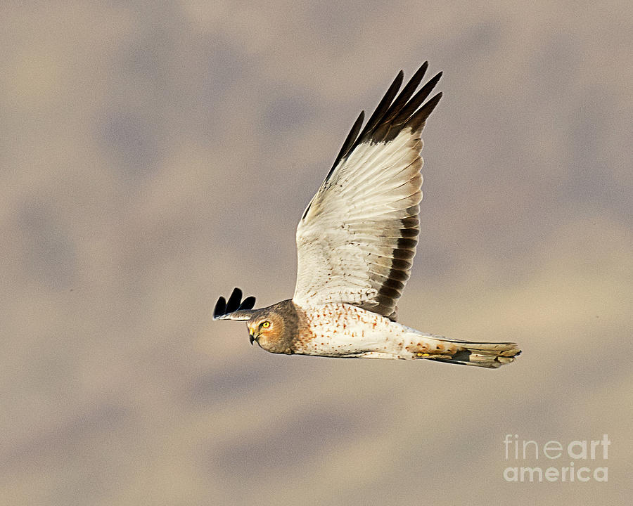 Northern Harrier on the Wing Photograph by Dennis Hammer
