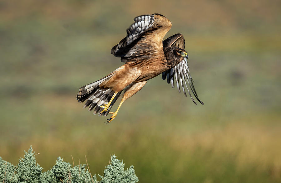 Northern Harrier Photograph by Rick Mosher