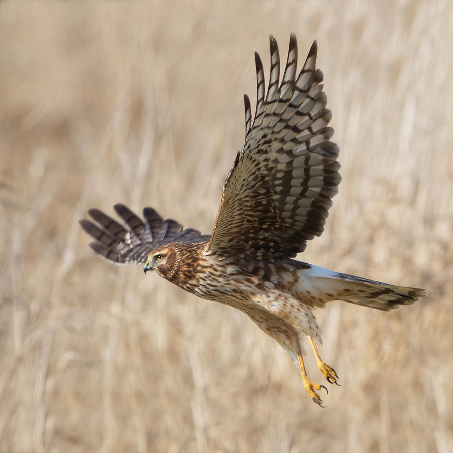 Northern Harrier Square Photograph by Angie Vogel