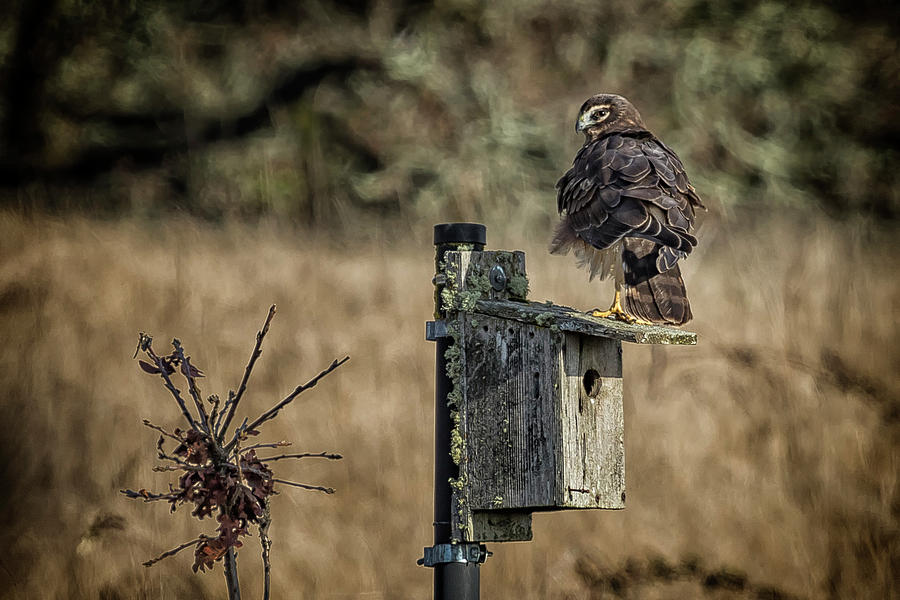 Northern Harrier with Ruffled Feathers Photograph by Belinda Greb