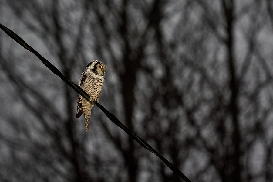 Northern Hawk-owl 22 Photograph