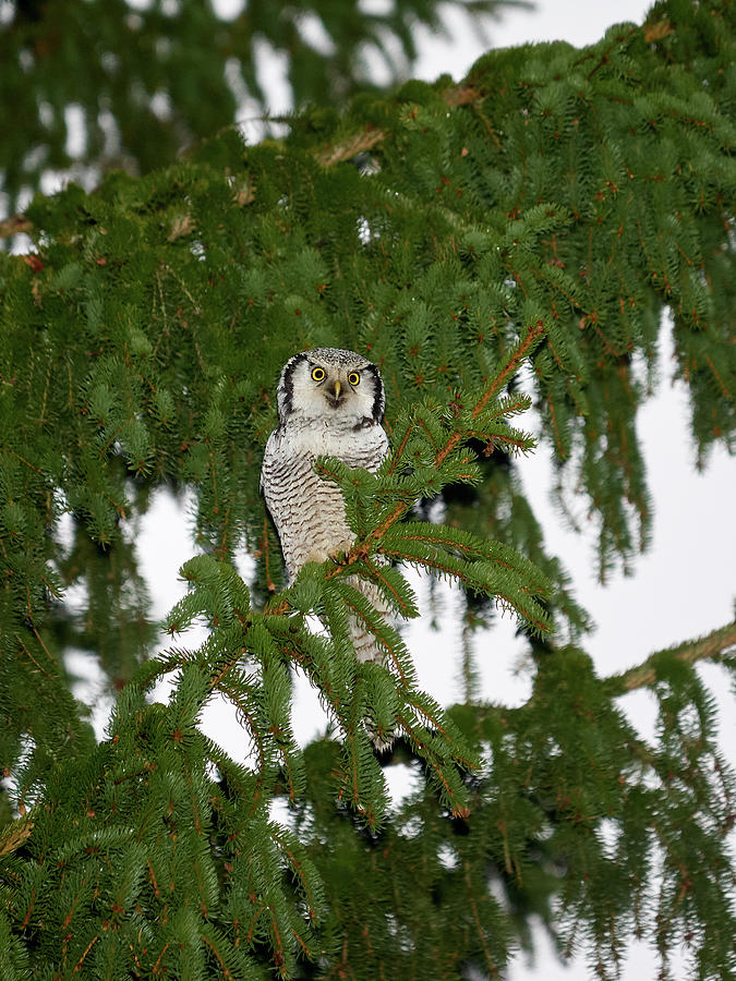 Northern Hawk-owl 24 Photograph