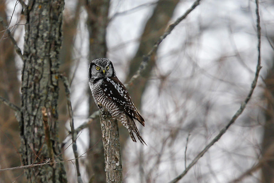 Northern Hawk Owl 3 Photograph by Gary Hall