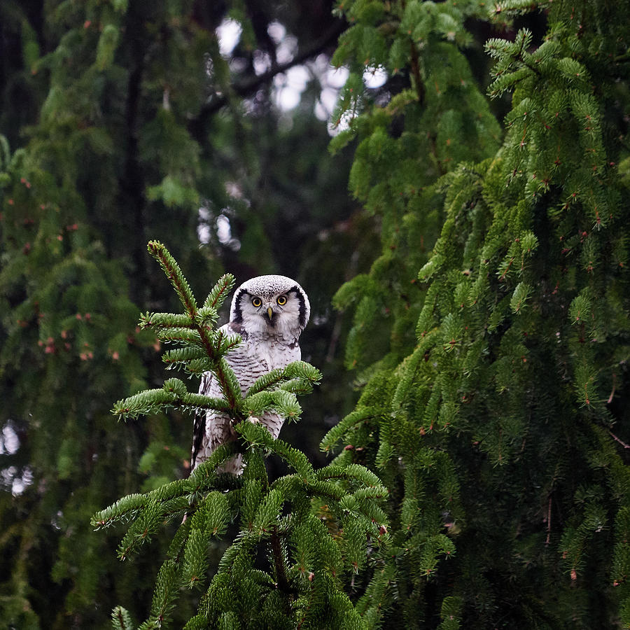 Northern hawk-owl 55 Photograph by Jouko Lehto
