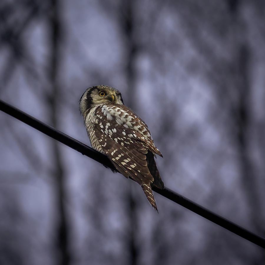 Northern Hawk-owl 6 Photograph