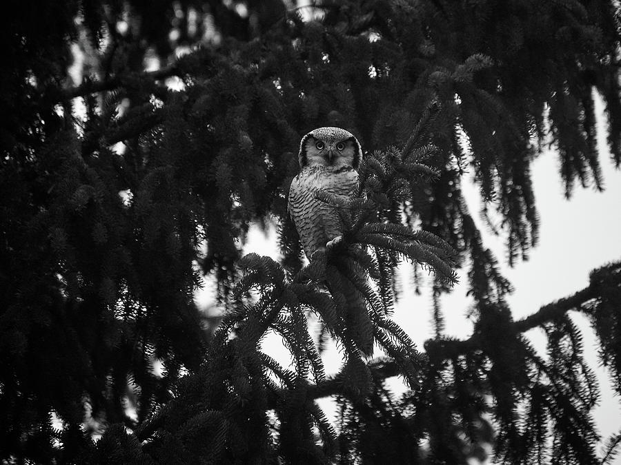 Northern hawk-owl 77 Photograph by Jouko Lehto