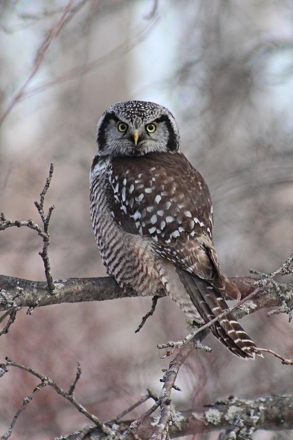 Northern Hawk Owl 9470 Photograph