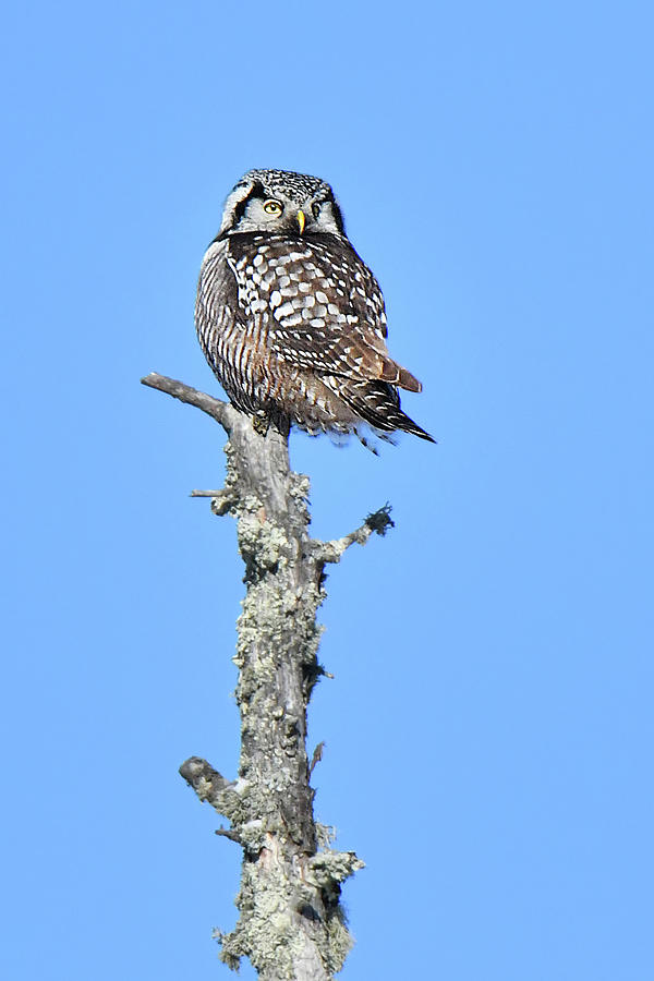 Northern Hawk Owl Photograph by Alan Lenk