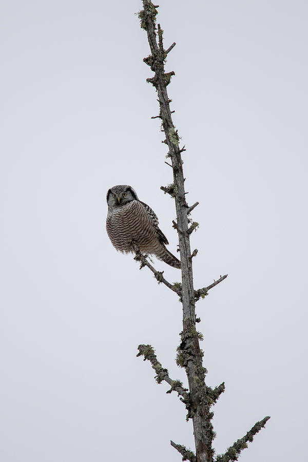 Northern Hawk Owl Photograph by Brook Burling