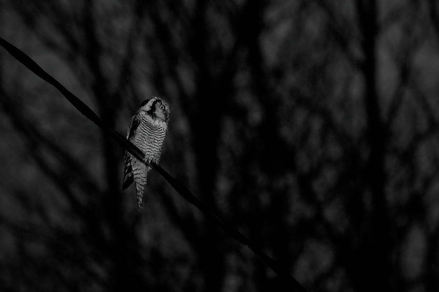 Northern Hawk-owl Bw18 Photograph