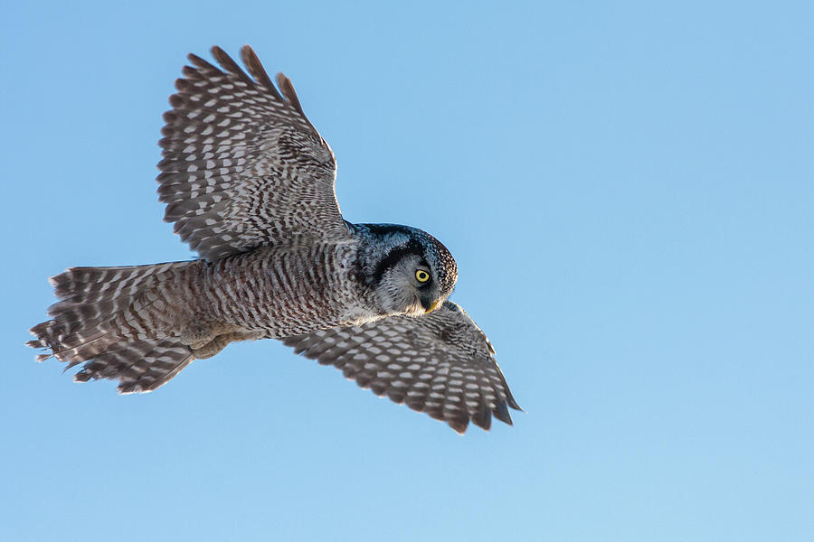 Northern Hawk Owl hunting Photograph by Mircea Costina Photography
