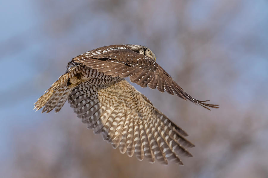 Northern Hawk Owl In Flight #2 Photograph by Morris Finkelstein - Fine ...