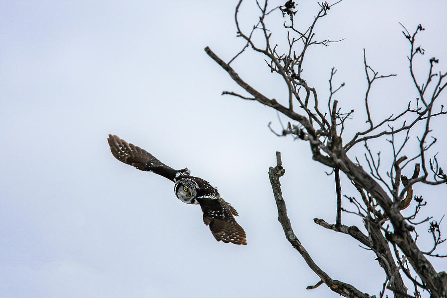 Northern Hawk Owl in Flight Photograph by Gary Hall