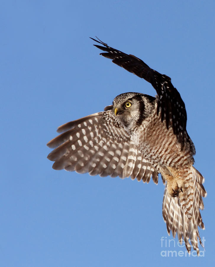 Northern Hawk Owl Photograph by Mircea Costina Photography