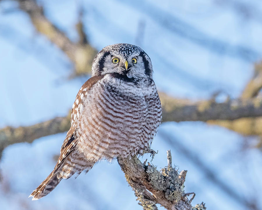 Northern Hawk Owl Perched #2 Photograph by Morris Finkelstein - Fine ...