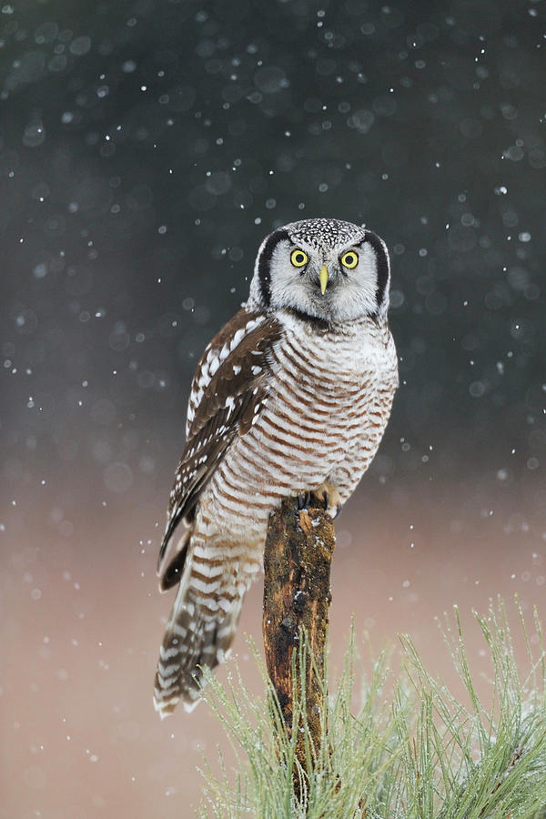 Northern Hawk Owl Photograph by Scott Linstead | Fine Art America