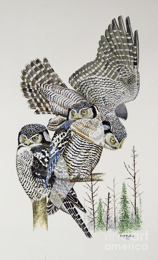 Owl Painting - Northern Hawk Owl by Scott Rashid