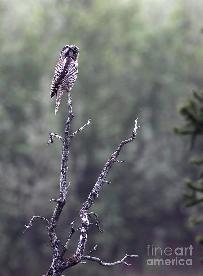 Northern Hawk Owl Photograph by Stephen Schwiesow