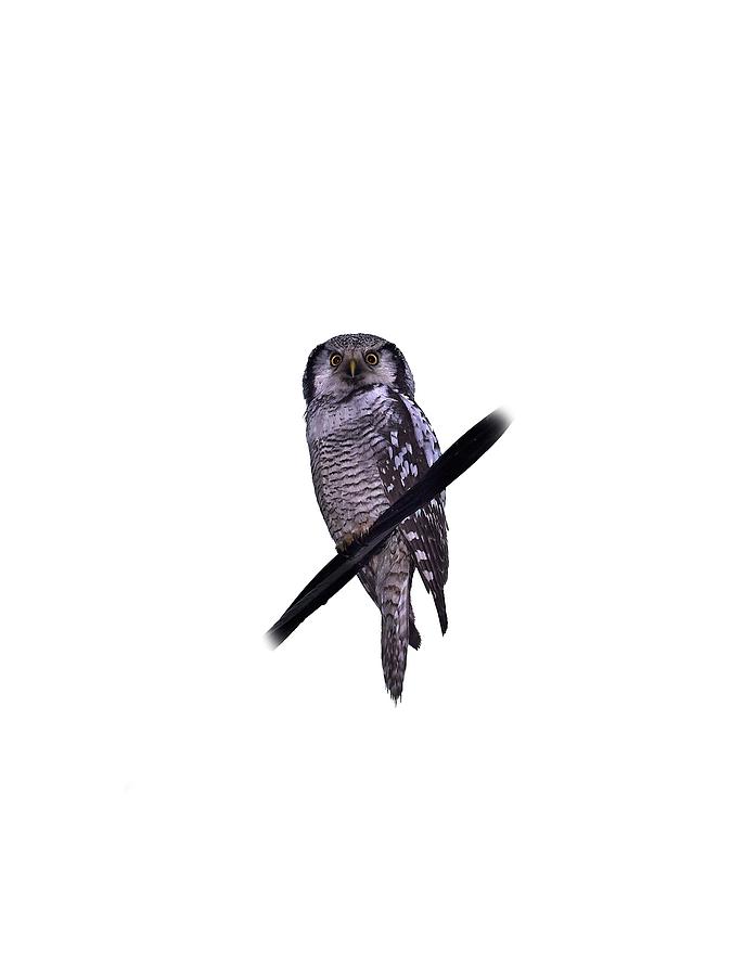 Northern hawk-owl transparent Photograph by Jouko Lehto