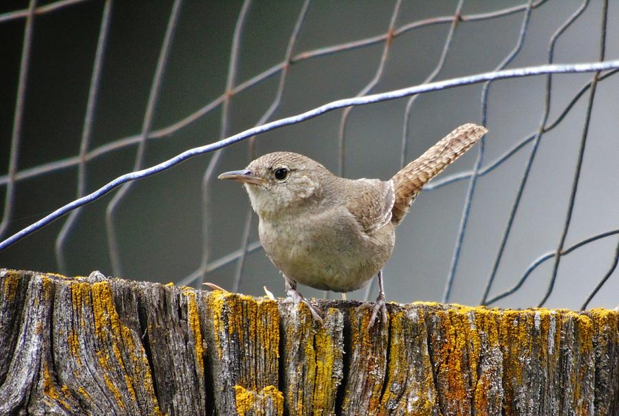 Northern House Wren Photograph by Barbara St Jean