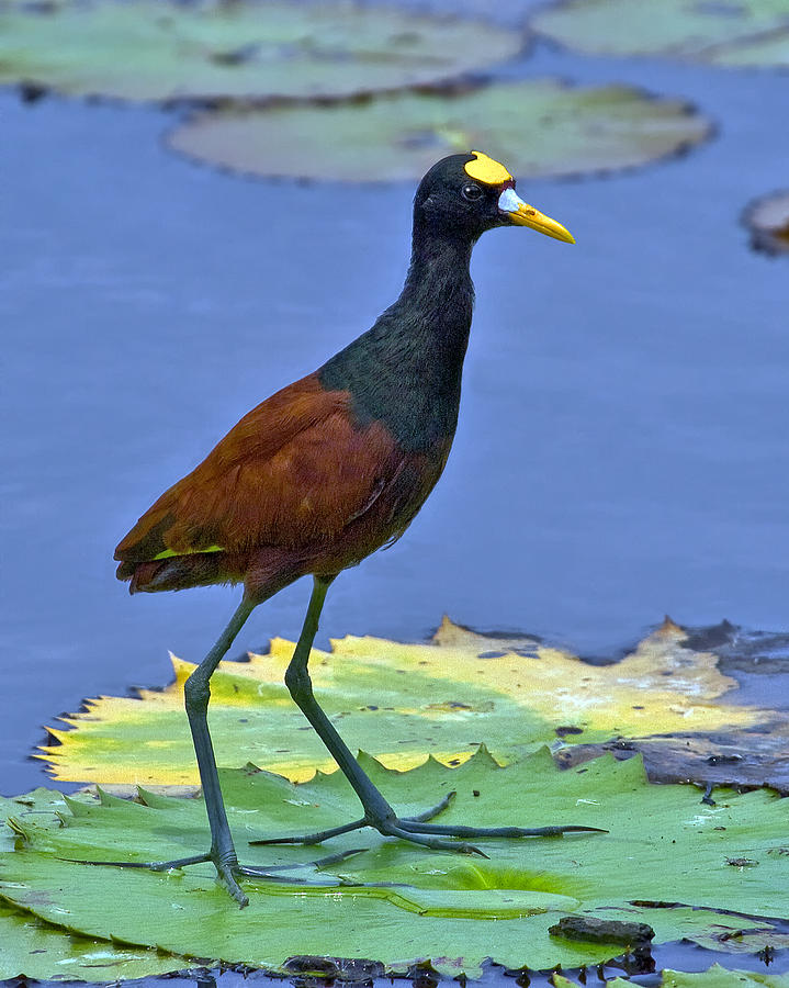 Northern Jacana Photograph by Larry Linton