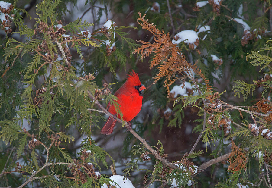 Northern Jewel - Northern Cardinal - Cardinalis cardinalis Photograph by Spencer Bush