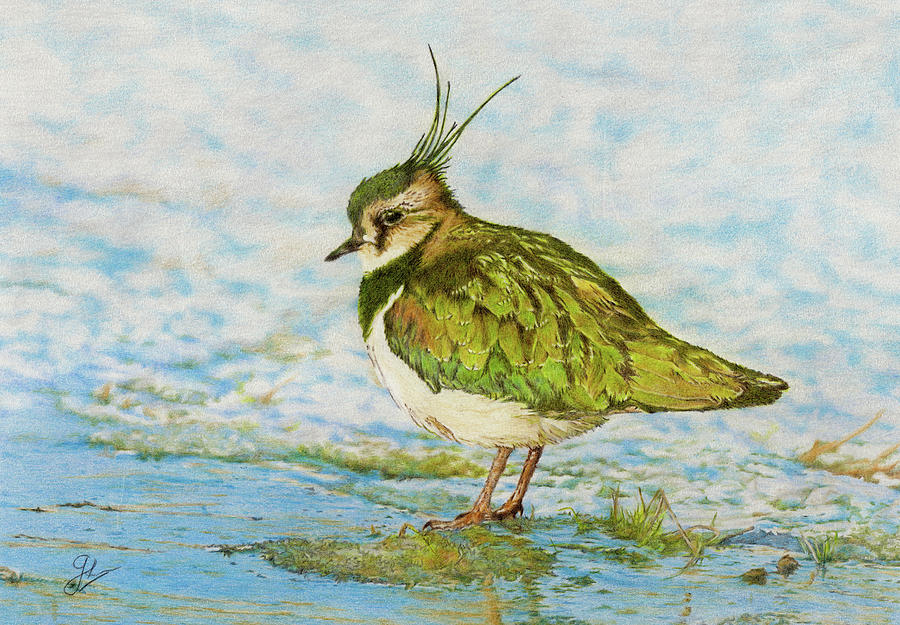 lapwing painting