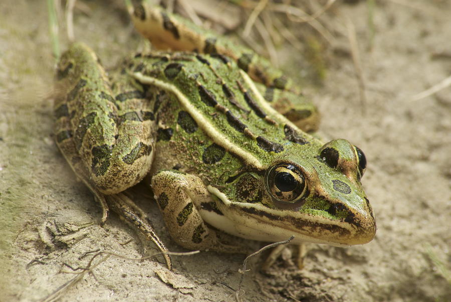 Wildlife Photograph - Northern Leopard Frog by Michael Peychich