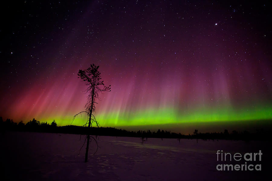 Northern lights Photograph by Kati Finell