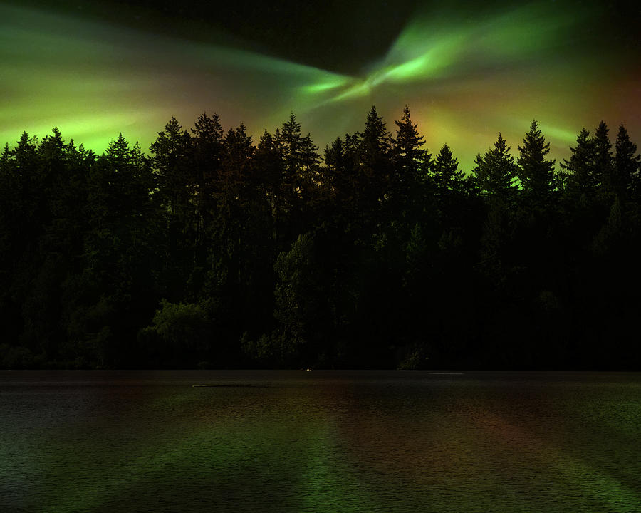 Northern Lights Woodland  Photograph by Gigi Ebert