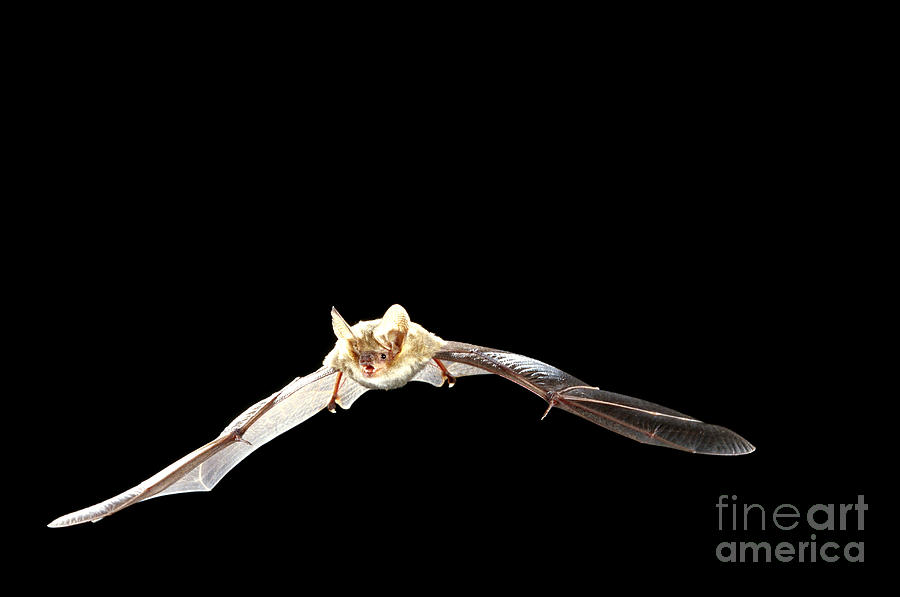 Northern Long-eared Bat Photograph by B. G. Thomson