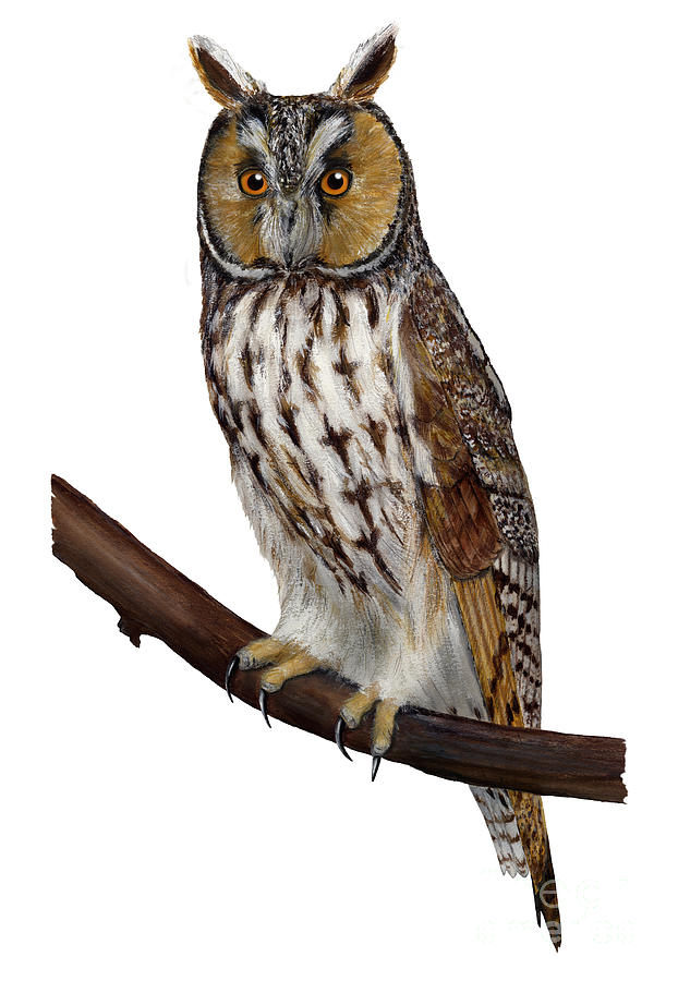 Northern Long-eared Owl Asio Otus - Hibou Moyen-duc - Buho Chico - Hornuggla - Nationalpark Eifel Painting